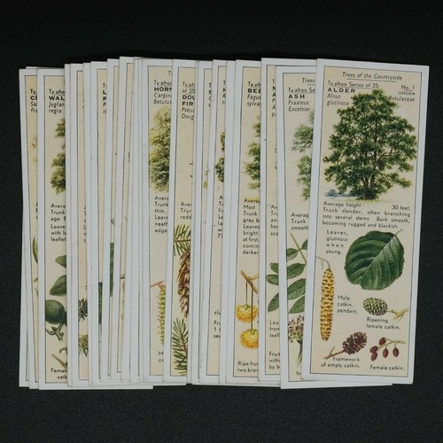 Typhoo tea trees of - tea,