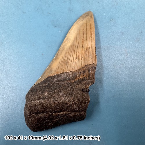 Authentic carcharodon