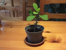Euphorbia Milii - 'Crown of Thorns' - House Plant - Cacti  in 8.2 cm pot.