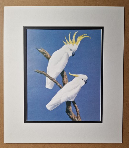 Lindsey crested cockatoo - lindsey,