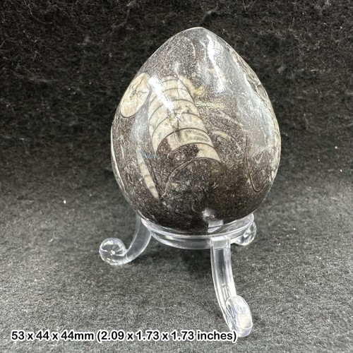 Orthoceras polished fossil egg - orthoceras,