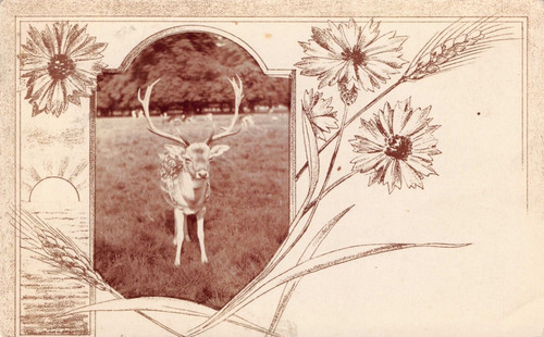 Postcard fallow deer - deer, real