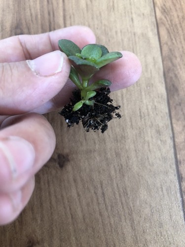 Crassula ovata minima - crassula,