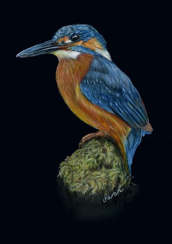 Kingfisher black fine - kingfisher,
