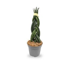 Sansevieria cylindrica Braid -