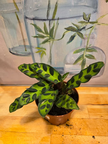 Calathea rattlesnake plant - , 1