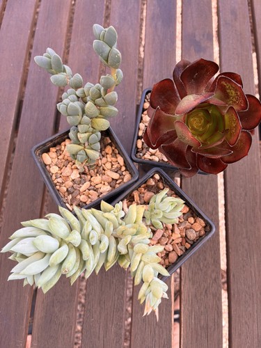 Three succulent - three,