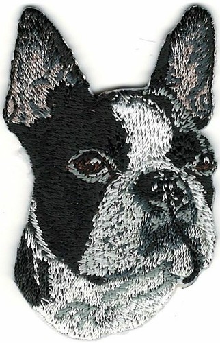 Boxer boston terrier patch dog - patch,