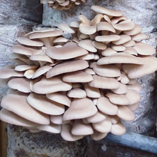Princess Pearl Oyster mushroom (P. Ostreatus) liquid culture mycelium