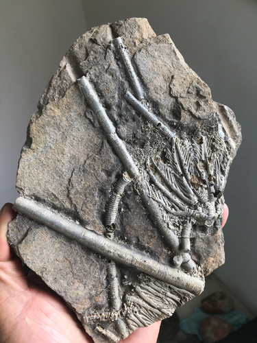 Natural triassic period - triassic,