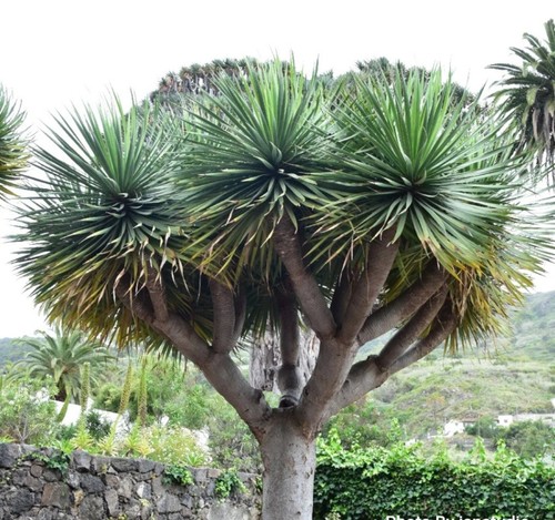 Dracaena draco palm tree - dracaena,