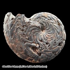 Discoclymenia cucullata