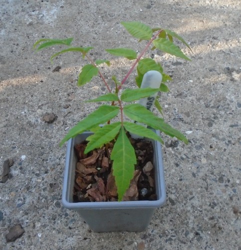 Toona sinensis chinese cedar - toona,
