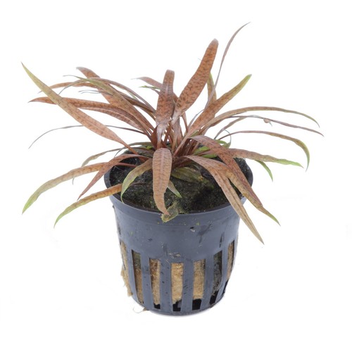 Cryptocoryne albida brown - cryptocoryne,
