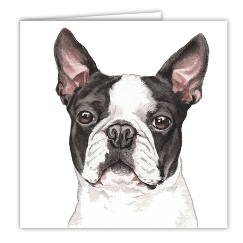 Boston terrier greetings - boston, card