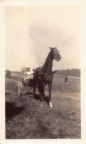Vintage man sulky cart - vintage,