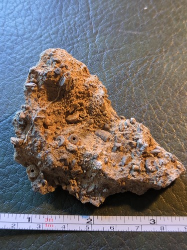 Fossil crinoid limestone - fossil,