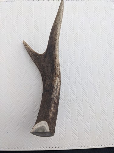 Red stag horn - red,