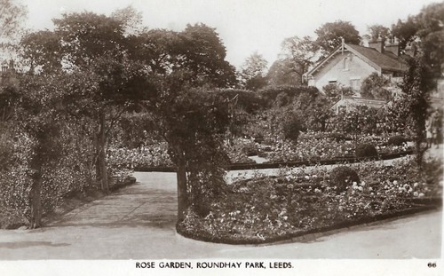 Leeds rose garden - rose, garden,