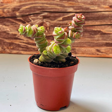 Crassula marnieriana, Pink Succulent Houseplant Cactus in 5.5 cm pot