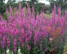 6 x Plug Plants Lythrum Rosy Gem Clump Forming Cottage Garden Perennial
