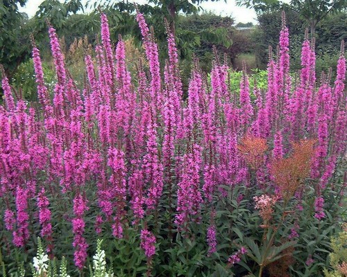 Plug plants lythrum rosy - 4,