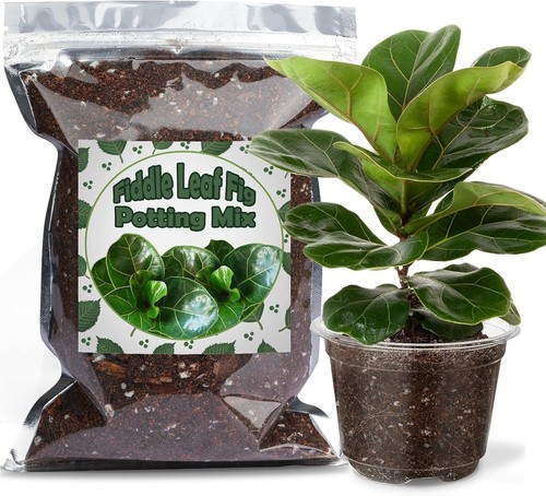 Organic fiddle leaf fig - fiddle,