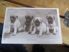 Four Little Pug Dog Puppies Real Photograph Postcard Unposted c1910s ROTARY