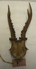 Antique Roe Deer Skull With 6