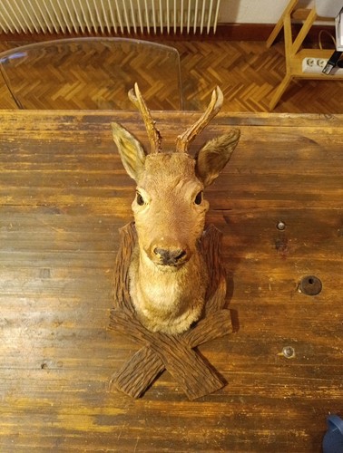 Taxidermy mounted deer head - taxidermy,
