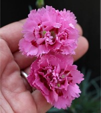 Beautiful Dianthus  Raspberry Ruffle .Clove Scented Evergreen Perennial.