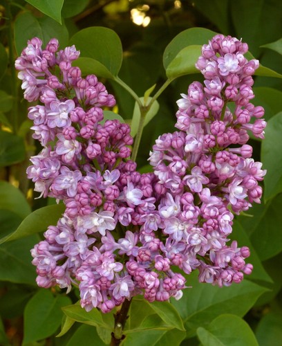 Syringa lilac belle nancy - lilac,