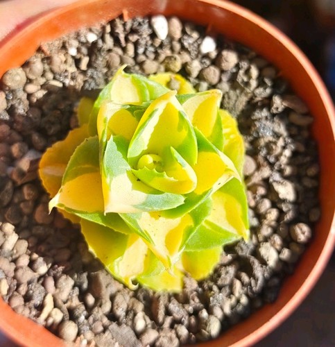 Agave potatorum schaffeltii - potatorum,