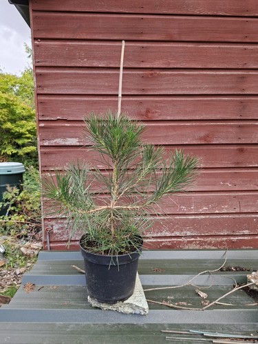Pinus thunbergii japanese - thunbergii,