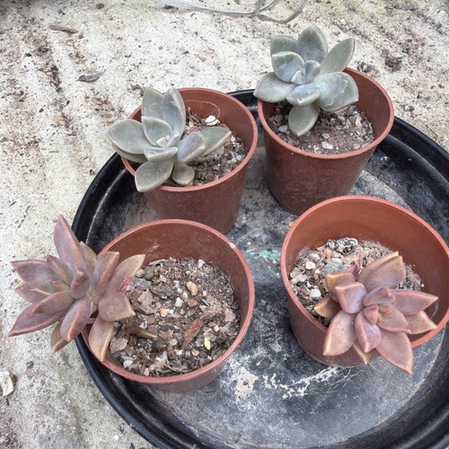 Mixed succulent collection - , of