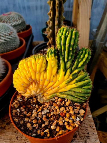 Echinopsis tcp crested - echinopsis,