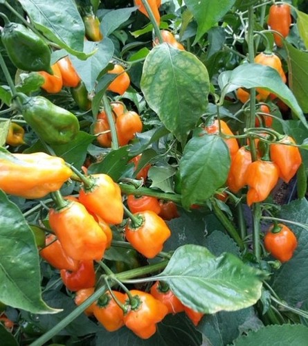 Chilli pepper habanero - pepper,