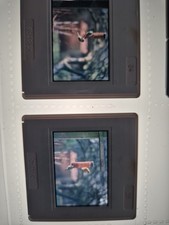 Garden Bird Slides X 2