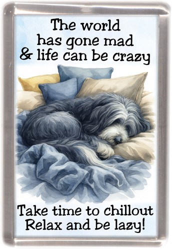 Bearded collie slate - bearded, dog