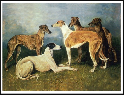 Greyhound dogs group - group, vintage