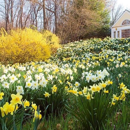 Mixed narcissus daffodil bulbs - daffodil,