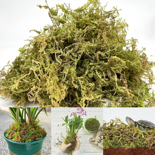 Natural sphagnum moss 5 - sphagnum, moss,