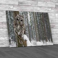 Tawny Owl Original Canvas