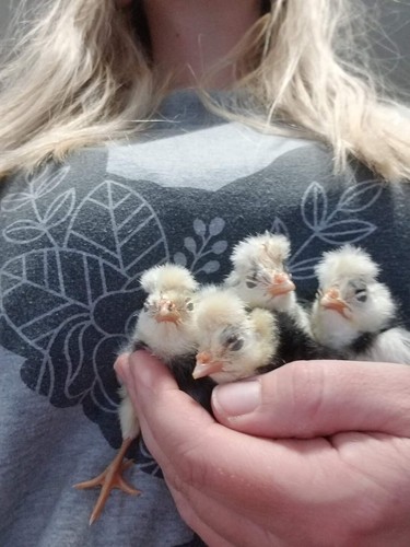 Dozen white crested - dozen, black