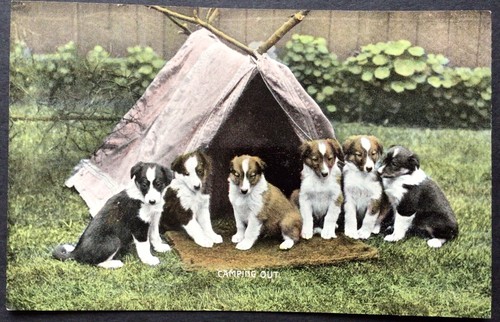 Vintage dog postcard - postcard, border