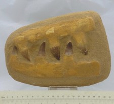 Mosasaur Aquatic Lizard Fossil