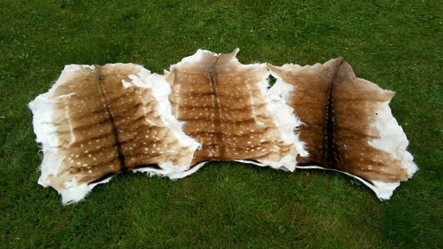 Natural fallow deer - natural,
