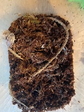 Reptile invertebrate - reptile, /invertebrate