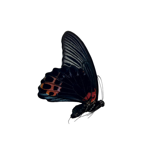The great mormon butterfly - great,