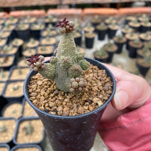 5cm succulent cactus plant - 4-5cm,